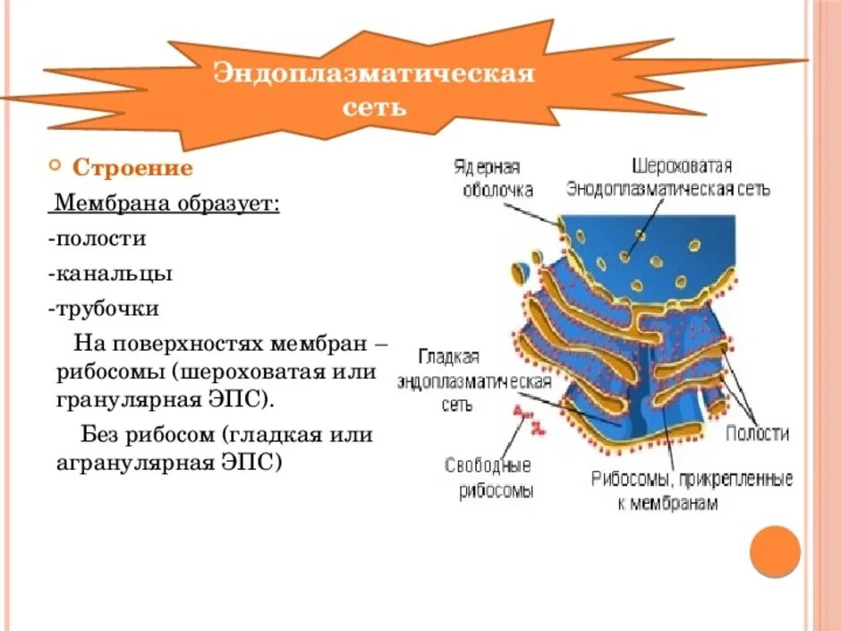 2. Гранулярная эндоплазматическая сеть это. Функции эндоплазматическая сеть биология 10 класс. Эндоплазматическая сеть гладкая и шероховатая строение. Гладкая и гранулярная эндоплазматическая сеть. Канал эндоплазматической сети