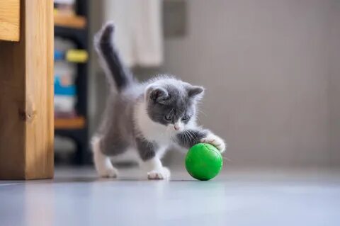 Котик с мячиком