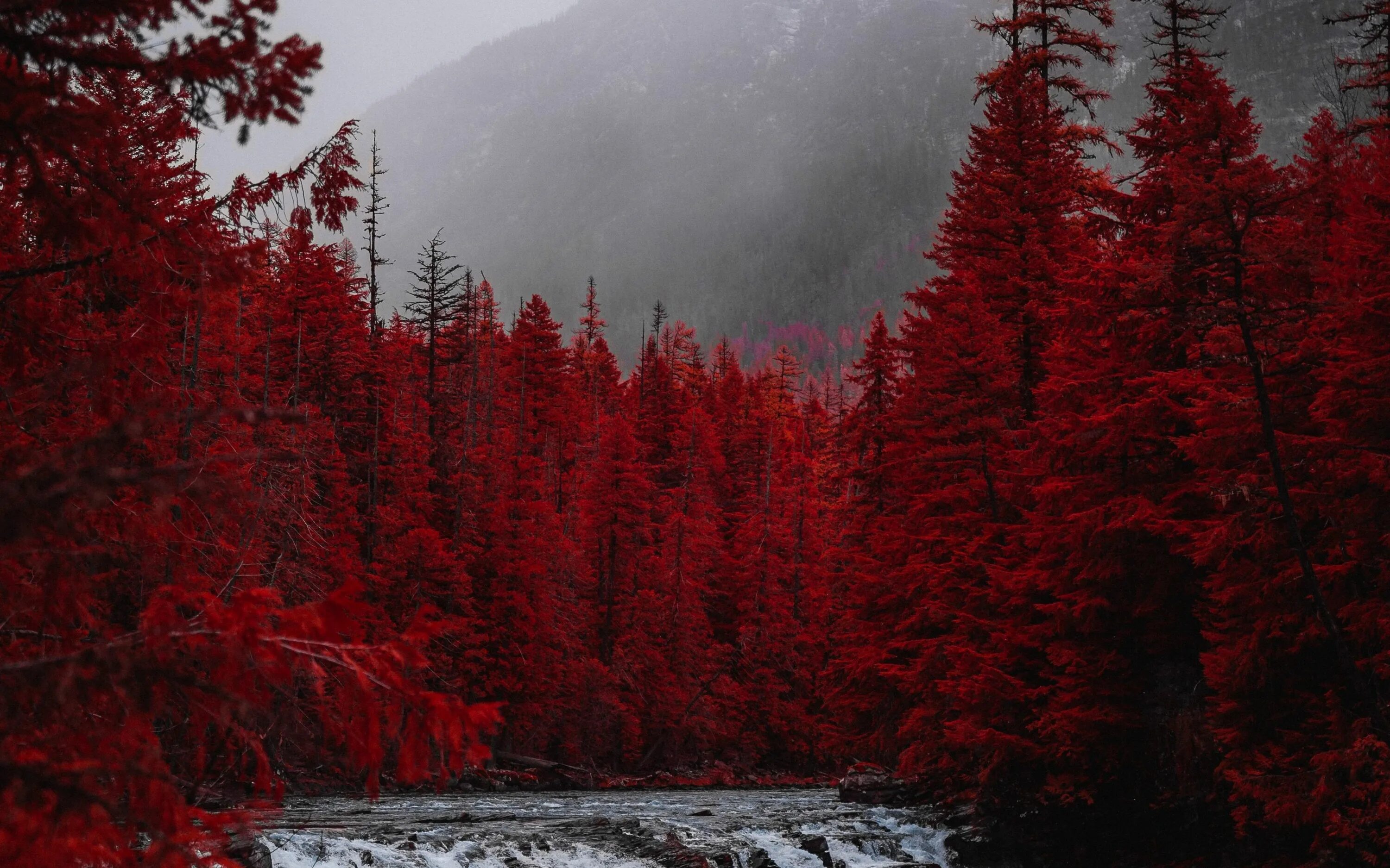 Природа. Красный пейзаж. Красный лес. Красное дерево. Красные ели в природе