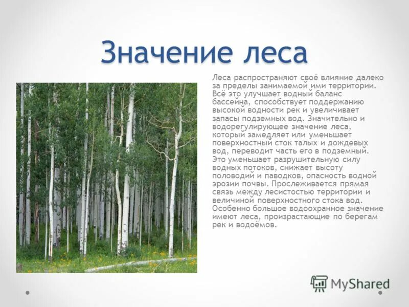 Профессия лесника для дошкольников. Значение леса. Значение леса для профессий. Значение леса для профессий. Роль леса в жизни человека.