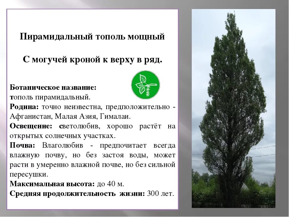 Определите тип простого предложения тополь рукой. Тополь пирамидальный тип питания. пирамидальный тополь характеристики. тополь пирамидальный описание дерева. тополь берлинский пирамидальный.