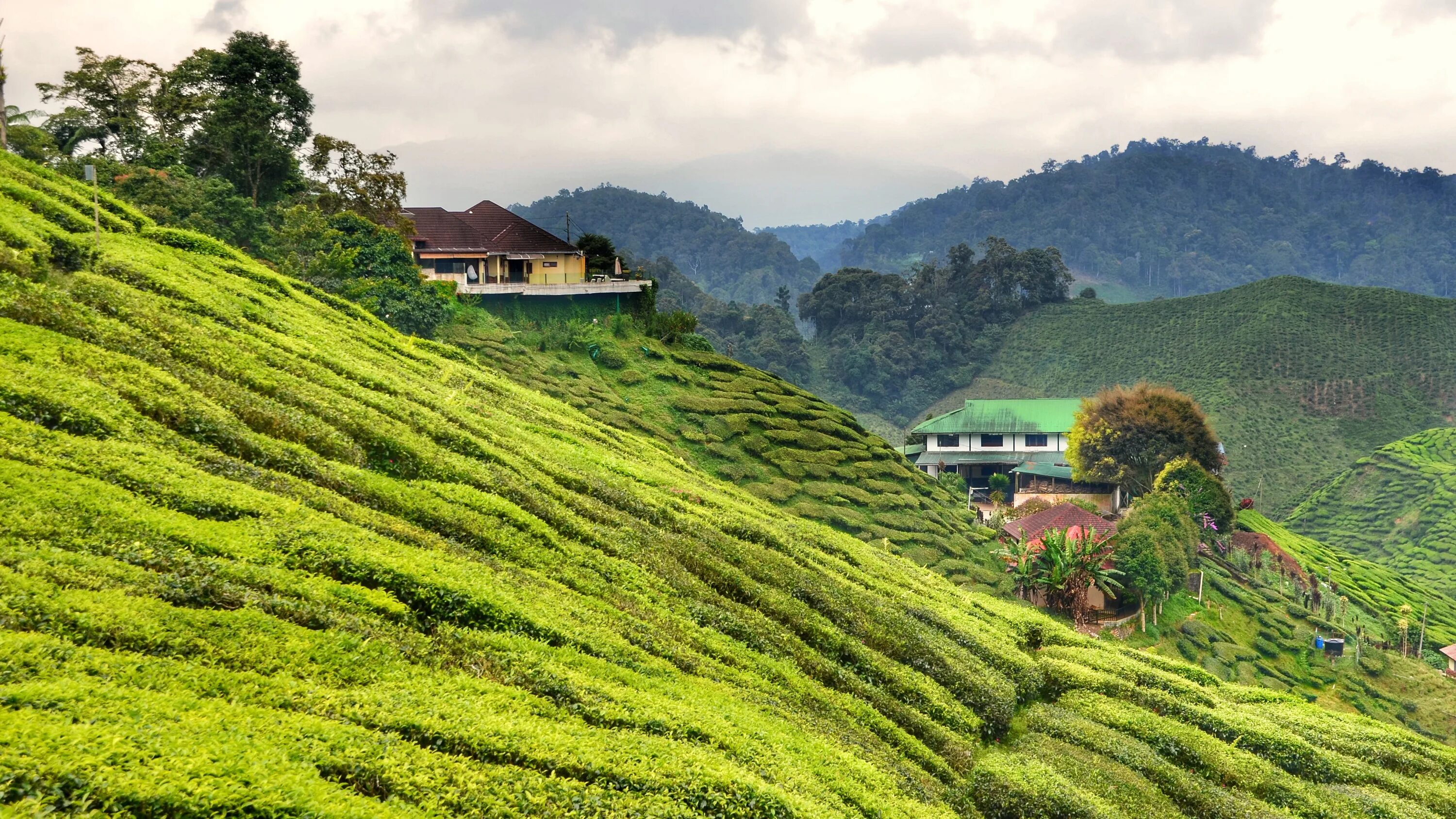 Остров плантация. Нагорье Кэмерон, Малайзия. Камерун Малайзия. Камерон Хайлендс Малайзия. Чайные плантации горы Уишань.