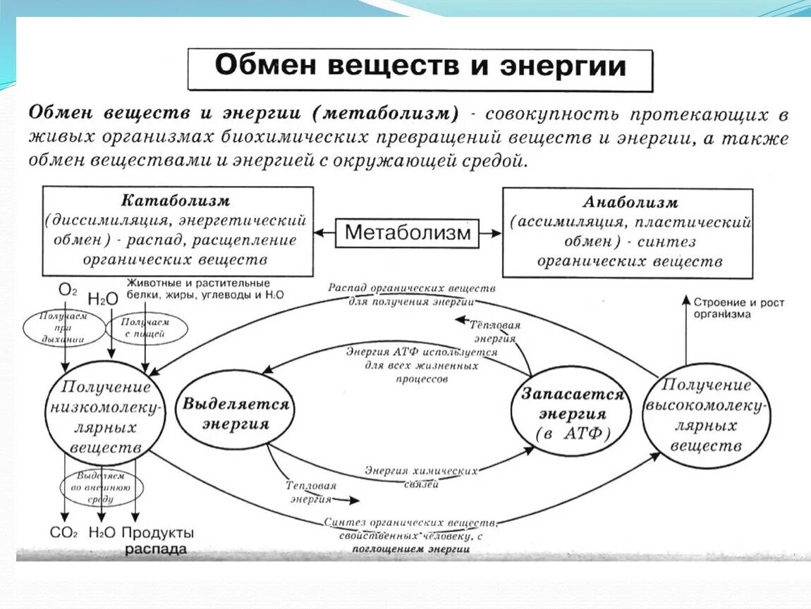 Энергетический этап диссимиляции. Обмен веществ и превращение энергии схема. Схема обмена веществ в организме метаболизм. Схема обмен веществ и энергии 8 класс.