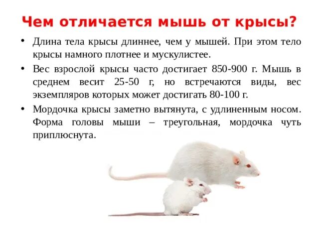 Отличие мыши от крысы. Как отличить мышь от крысы. Крыса и мышь отличия. Разница между крысой и мышью. Как отличить мышь