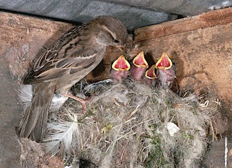 Вместе ласточки выгнали воробья из гнезда. Домовый воробей птенец слеток. домовой воробей гнездо. гнездо воробья воробьиное гнездо.