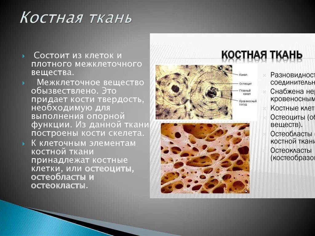 Питание кости обеспечивает. Костная соединительная ткань функции. Пластинчатая костная ткань остеобласты. Соединительная ткань костная ткань функции. Костаная соединительная тканбь.