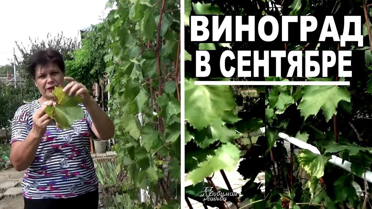 Обработка фунгицидами виноградник. Обрабатывает виноград. Чем обработать виноград в сентябре. Чем обработать виноград в сентябре. Обрабатывает виноград.