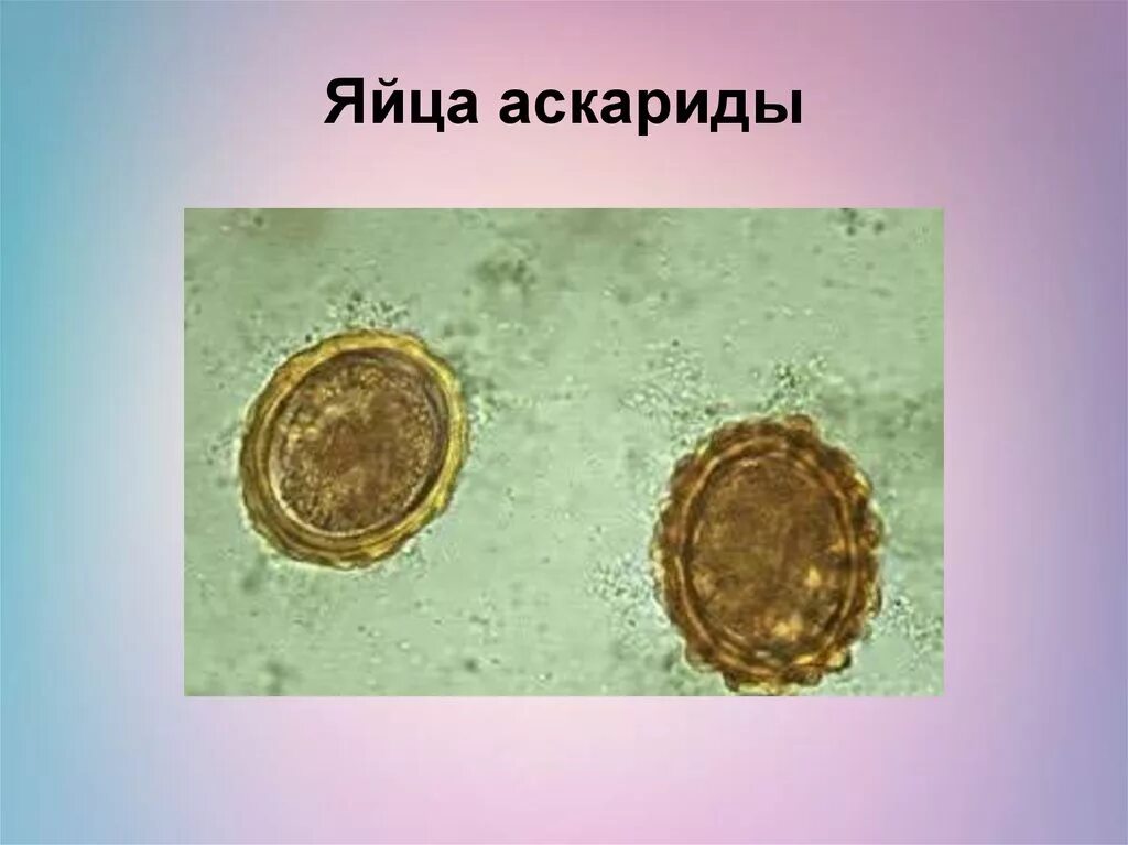 Ascaris lumbricoides под микроскопом. Яйца гельминтов Ascaris lumbricoides. Купить яйца глист