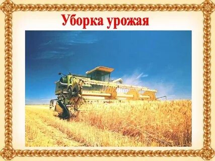 Как выращивают хлеб для дошкольников