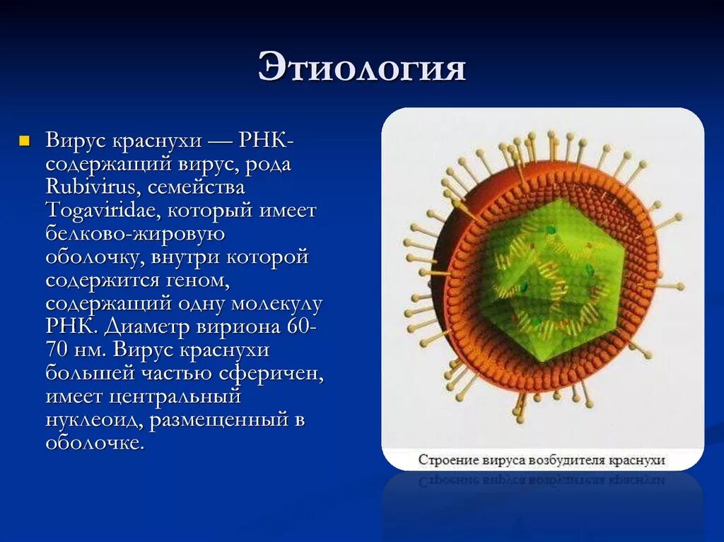 Вирус краснухи строение вируса. Вирус краснухи относится. Вирус краснухи относится. Вирус краснухи относится. Вирус краснухи относится.
