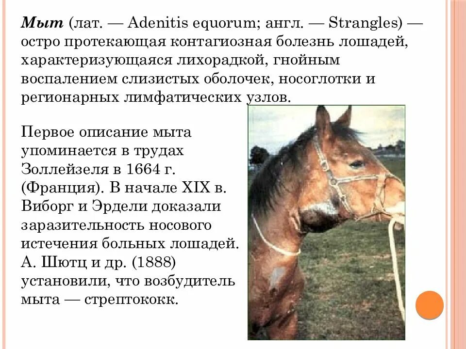 Мыт лошадей возбудитель. Инфекционные болезни лошадей. Болезни лошадей мыт симптомы