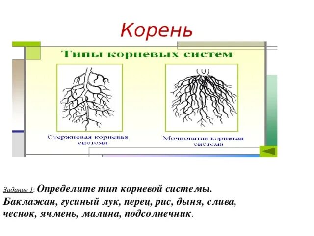 Глубь корень. Корневая система баклажана глубина. Размер корневой системы баклажан. Размер корневой системы дыни. Корневая система перца болгарского глубина.