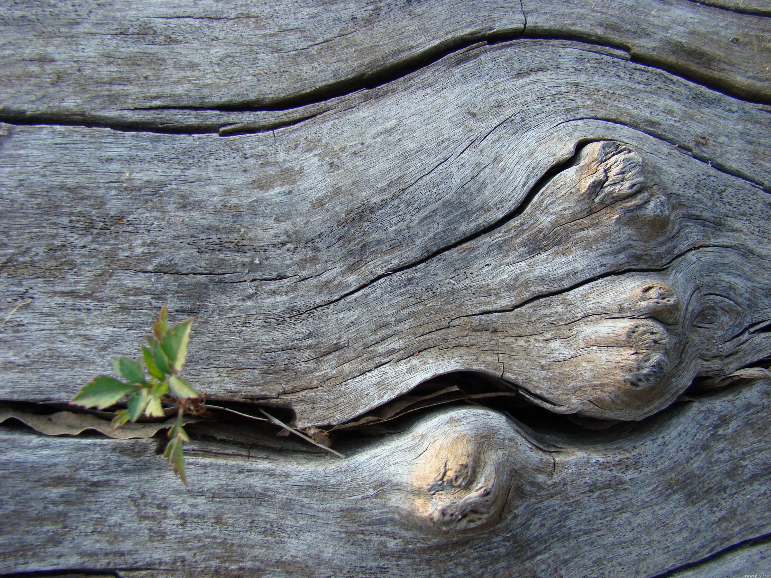 На сухих сучках. Старое дерево. Текстура старого дерева. Фон дерево. Старая древесина.