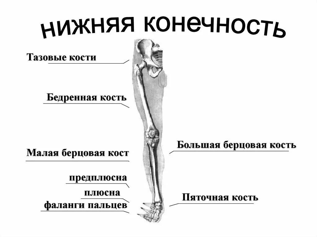 Самая крупная кость поясов конечностей. Большая и малая берцовая кость. Большая и малая берцовая кости относятся к. Скелет человека берцовая кость. Малая берцовая кость.