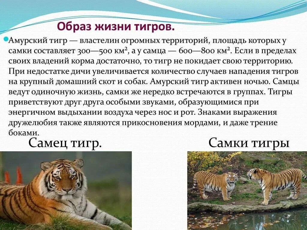 Какая длина тигра. Тигр Амурский тигр где живет. Амурский тигр образ жизни. Тигр среда обитания. Образ жизни Амурского тигра.