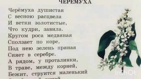 Анализ стихотворения черемуха есенин