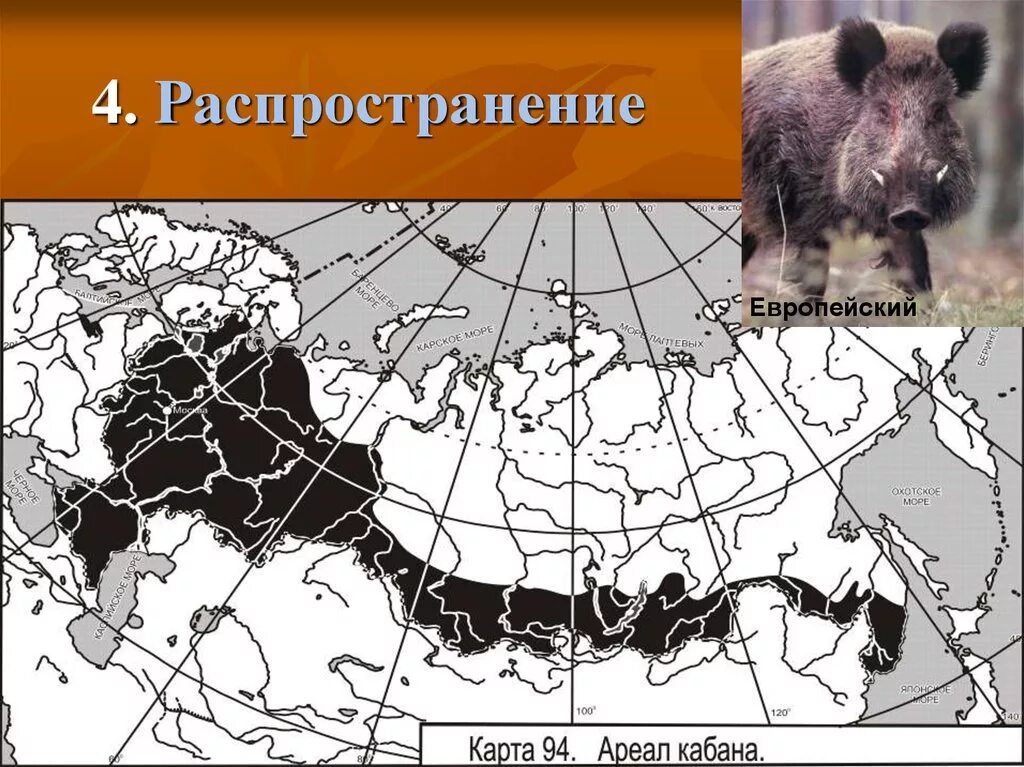 Ареал обитания Кабанов в России карта. Ареал обитания дикого кабана. Ареал обитания кабана в России. Ареал обитания парнокопытных карта.
