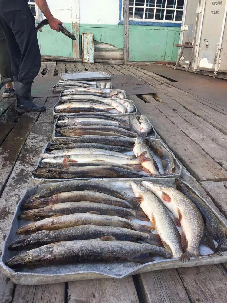 "большой улов". Крупный улов отзывы. Много рыбы. Хороший улов. "большой улов".