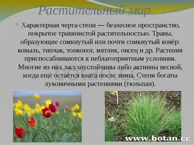 Характерные черты степи. Какие растения характерны для природы твоего региона. Отличительные черты степи. Для какого природного региона характерны