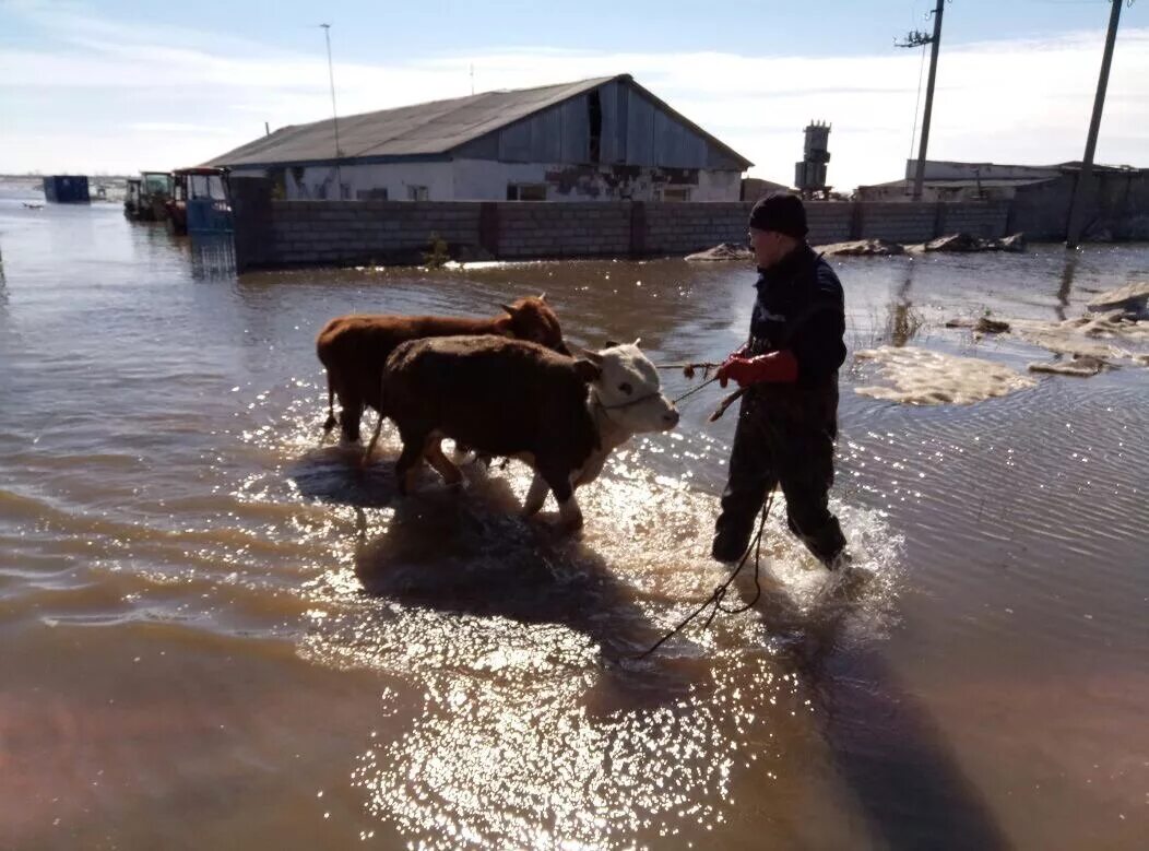 Есть ли наводнение в казахстане. Наводнение в Казахстане. Казахстан паводки. Паводок животные.