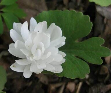 Plant north
