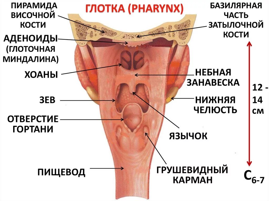 Карманы глотки