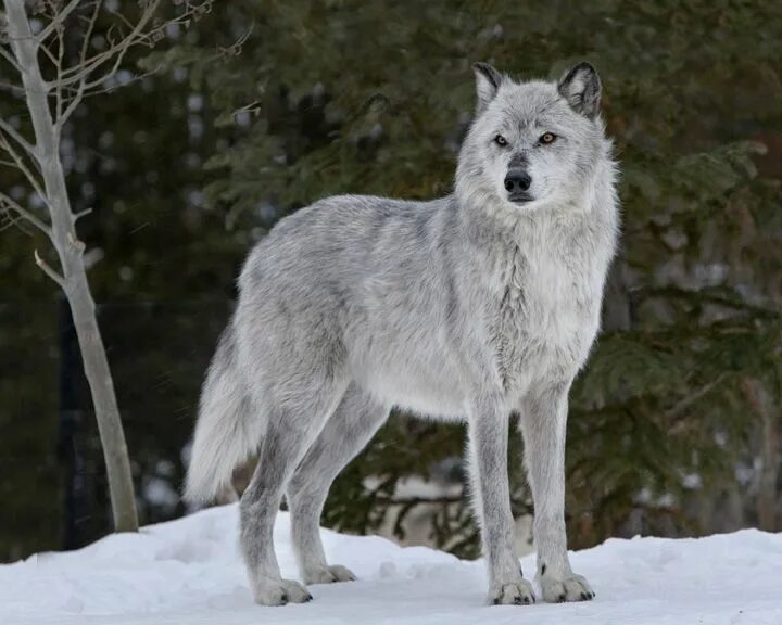 Русский вольф. Флоридский волк. Среднесибирский волк. Белый канадский волк. Макензийский Тундровый волк.