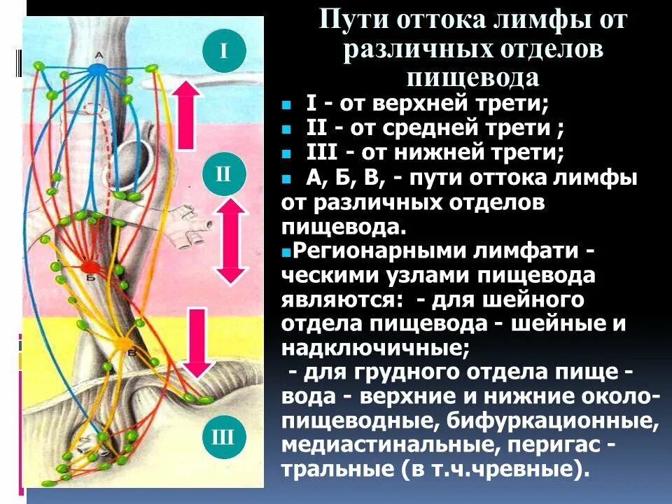 Регионарные лимфоузлы пищевода. Отток лимфы от пищевода. Лимфатическая система пищевода. Регионарные лимфатические узлы пищевода анатомия. Лимфоузлы пищевода