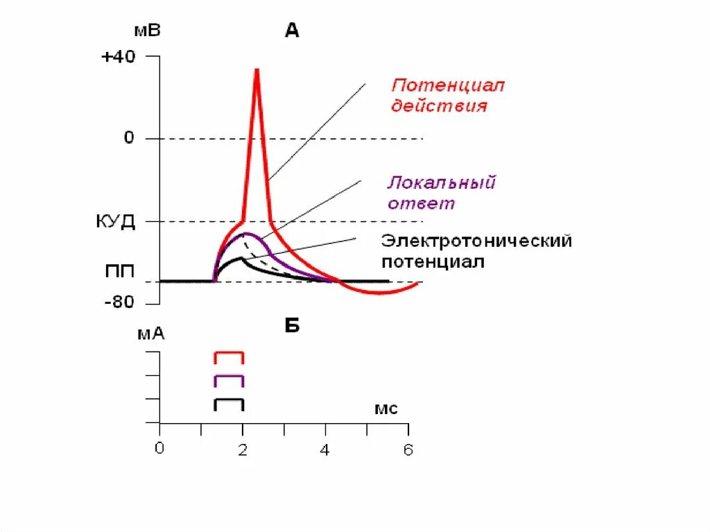 Локальный ответ физиология. Локальный потенциал физиология. Локальный потенциал физиология. Локальный ответ и потенциал действия. Локальный потенциал физиология.