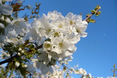 Про цветущие сады