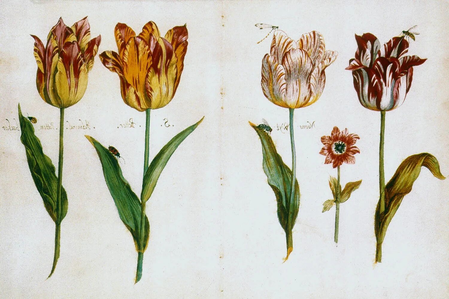 Тюльпан Сибилла Мериан. Jacob Marrel Tulip. Тюльпан Ботанический атлас. Тюльпан ботаника