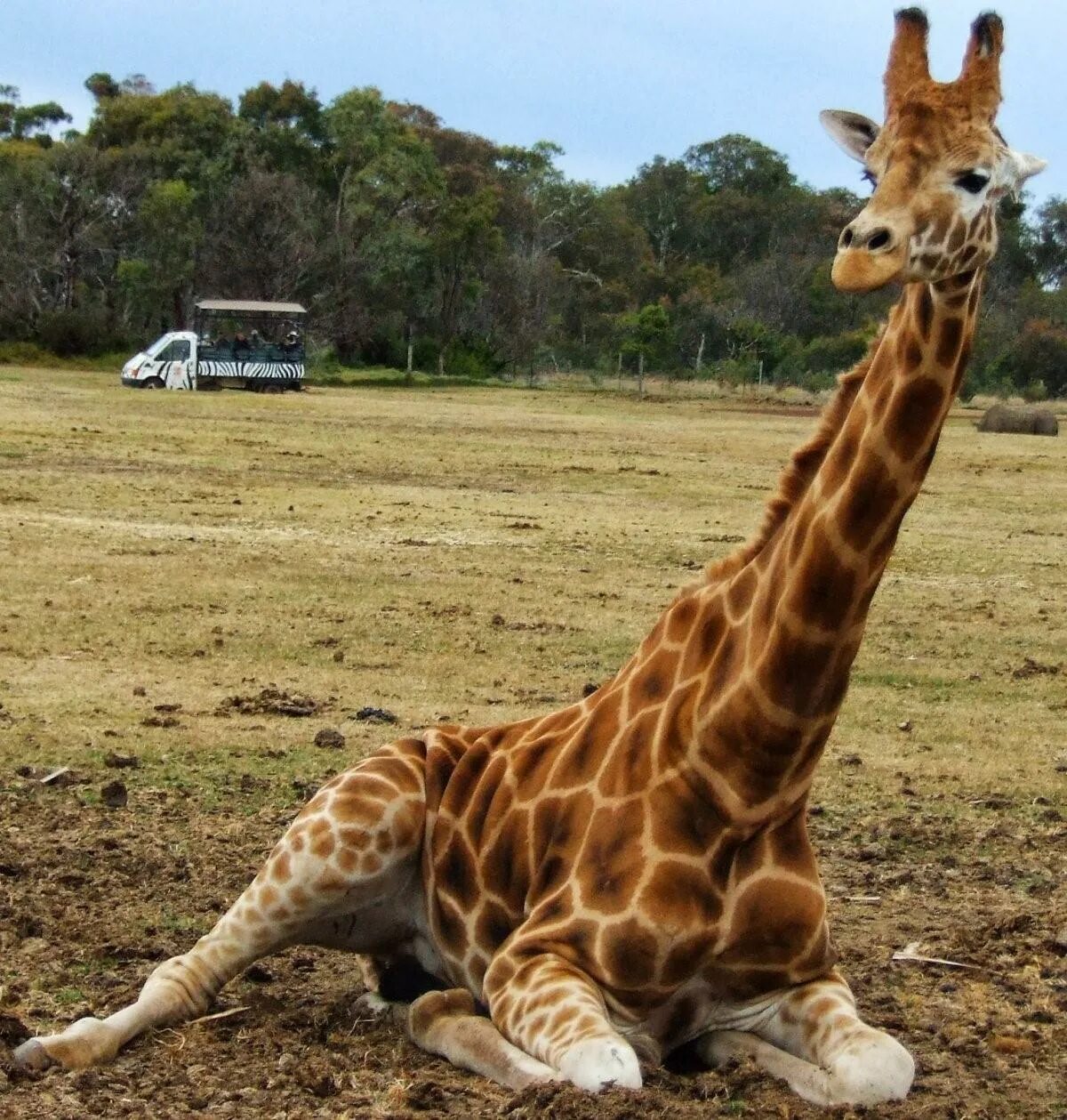Сколько спят жирафы. Кордофанский Жираф. Жираф сидит. Жираф лежит. Сидячий Жираф.