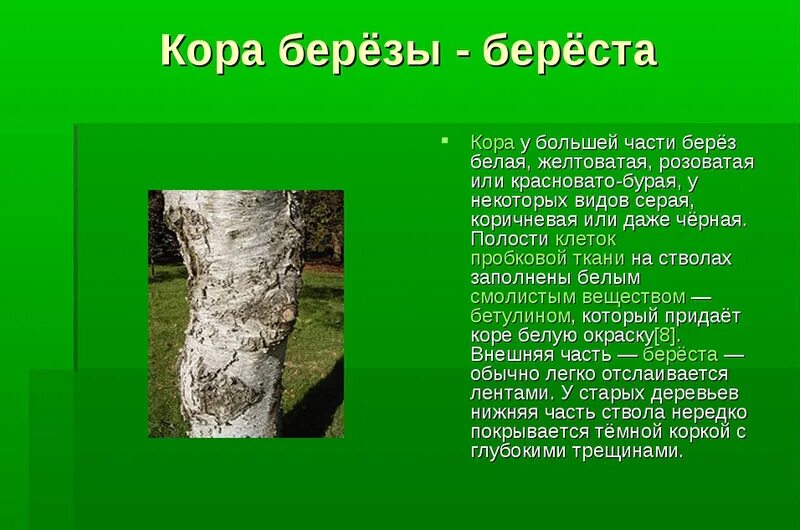 Полезные свойства коры березы. Строение коры березы.