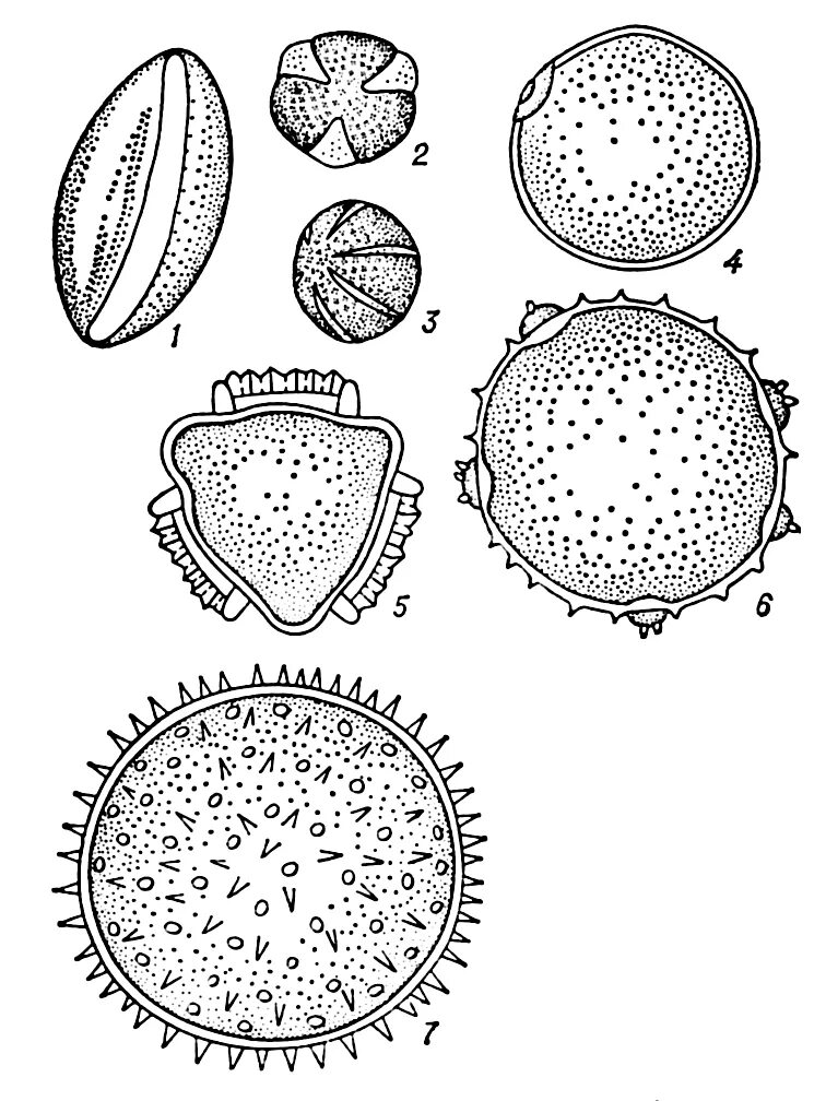 Пыльца растений образуется в. Строение пыльцевого зерна. Строение пыльцы покрытосеменных. Пыльцевое зерно покрытосеменных. Строение пыльцевого зерна цветковых.