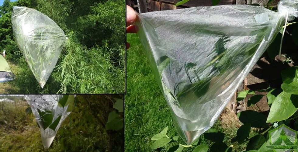 Растение под пакетом. Рассада в целлофановых пакетиках. Растения в пакете полиэтиленовом. Целлофановый пакет для растений. Бегония черенок в стакане с водой.