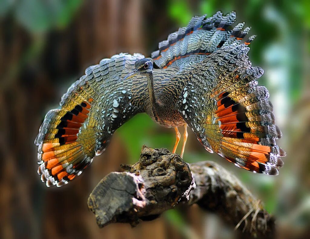 Не обыкновенная или необыкновенная. Амазонский венценосный мухоед. Амазонский венценосный мухоед гнездо. Королевский венценосный мухоед. Солнечная цапля (Eurypyga Helias).
