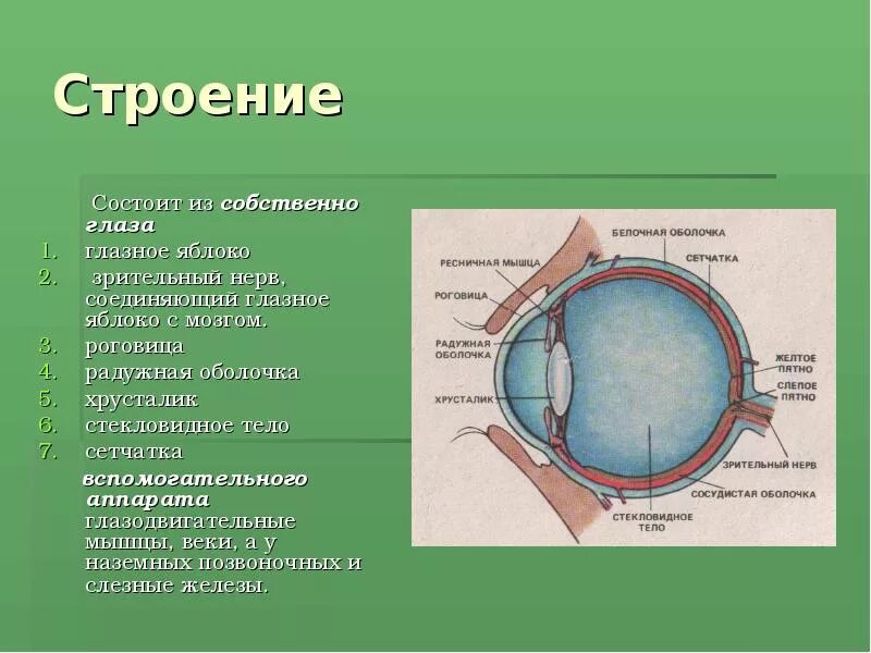 Практическая работа принцип работы хрусталика биология. Строение органа зрения. Принцип работы хрусталика практическая. Принц работы хрусталика. Практическая работа принцип работы хрусталика.