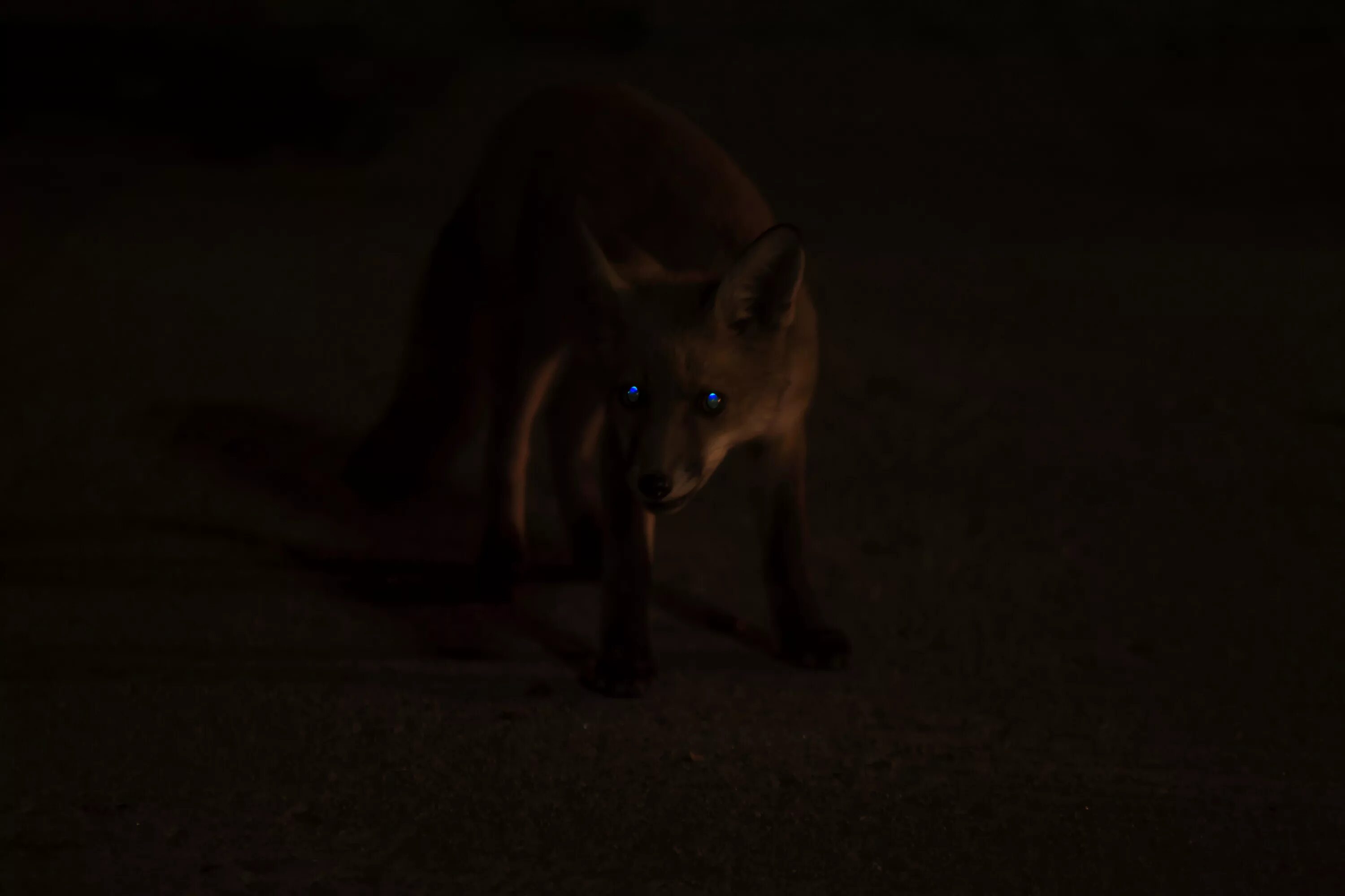 Волк светятся глаза. Лисы ночью. Глаза лисы в темноте. Волчьи глаза в темноте. Глаза лисы ночью.