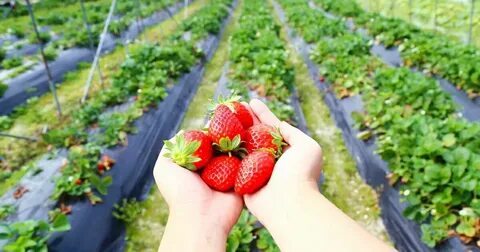 Strawberry picking