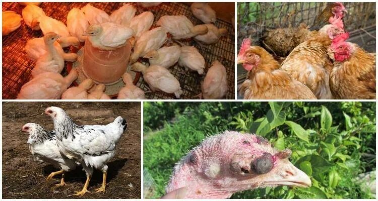 Гистомоноз птиц: диагностика, лечение, методы профилактики