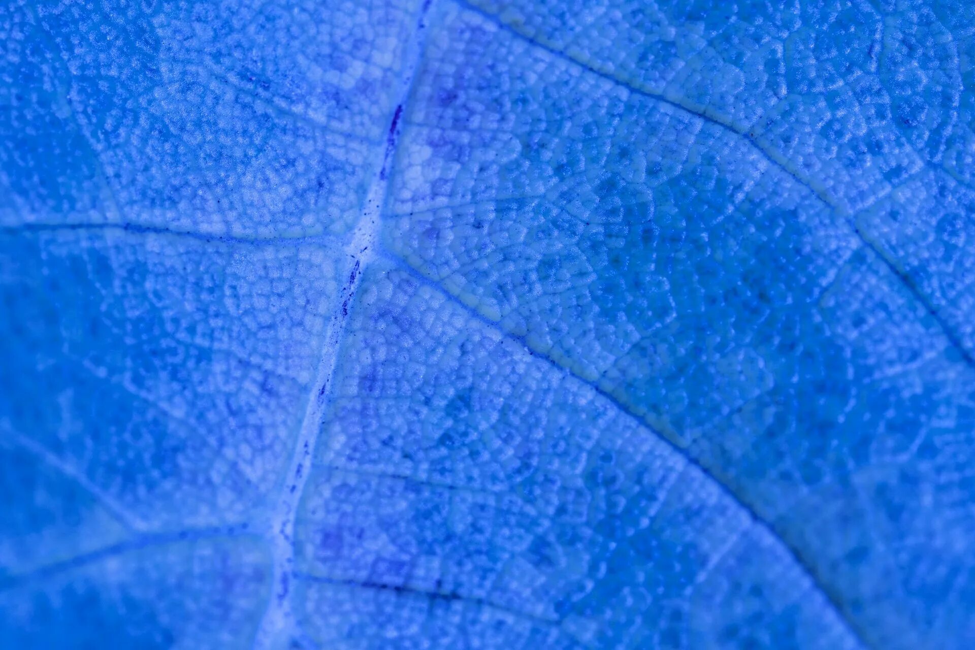 Синие картинки распечатать. Голубой лист. Синие листья. Лист голубого цвета. Синий листок.