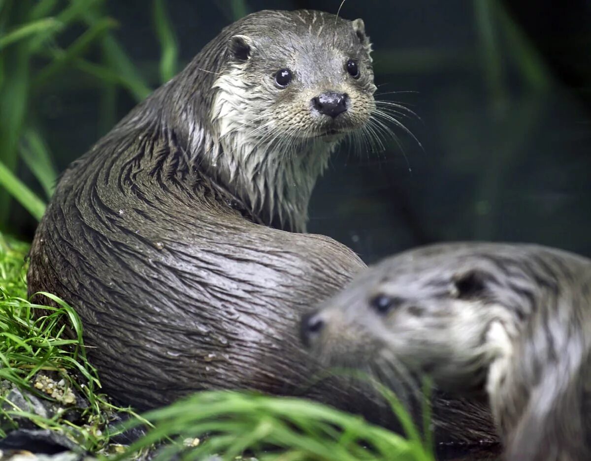 Речная выдра – lutra lutra l. Речная выдра (lutra lutra). Выдра речная. Выдра болотная. Выдра речная.