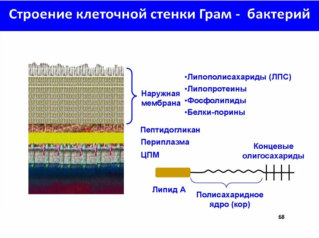 Клеточная стенка и мембрана бактерий. Клеточная стенка грамположительных бактерий. Клеточная стенка грамотрицательных бактерий. Клеточная стенка грамположительных и грамотрицательных бактерий. Бактерии клеточной стенки липополисахарид.