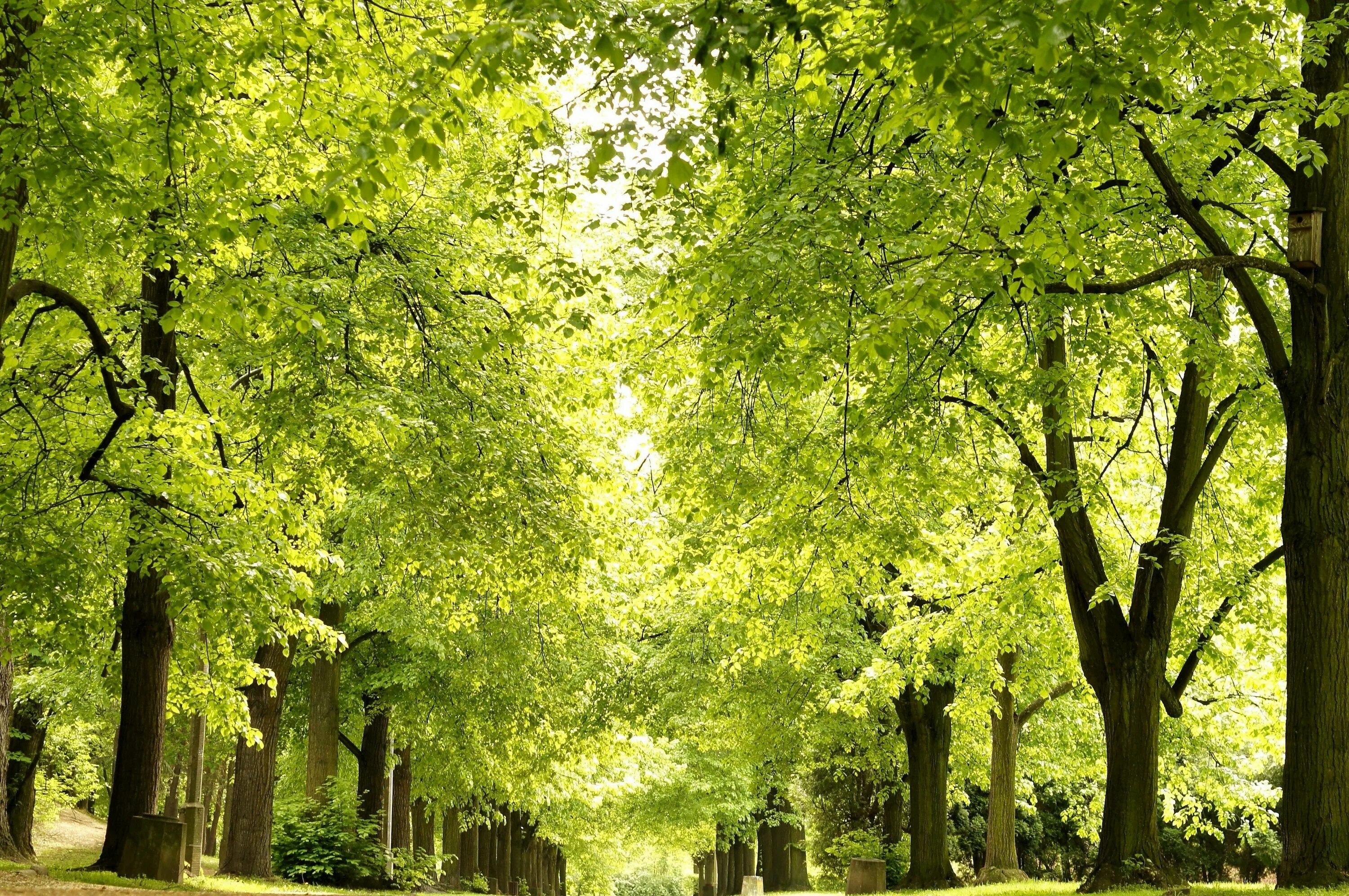 Аллея деревьев в парке. Усадьба остафьево липовая аллея. Деревья аллея ардон. Аллея деревьев в парке. Октябрьский грин парк аллея.