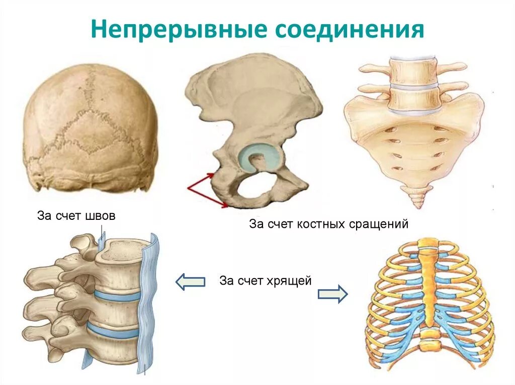 Непрерывные кости