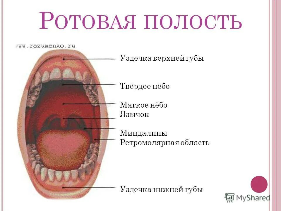 Полость рта оболочки. Полость рта оболочки