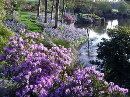 Rivers plants