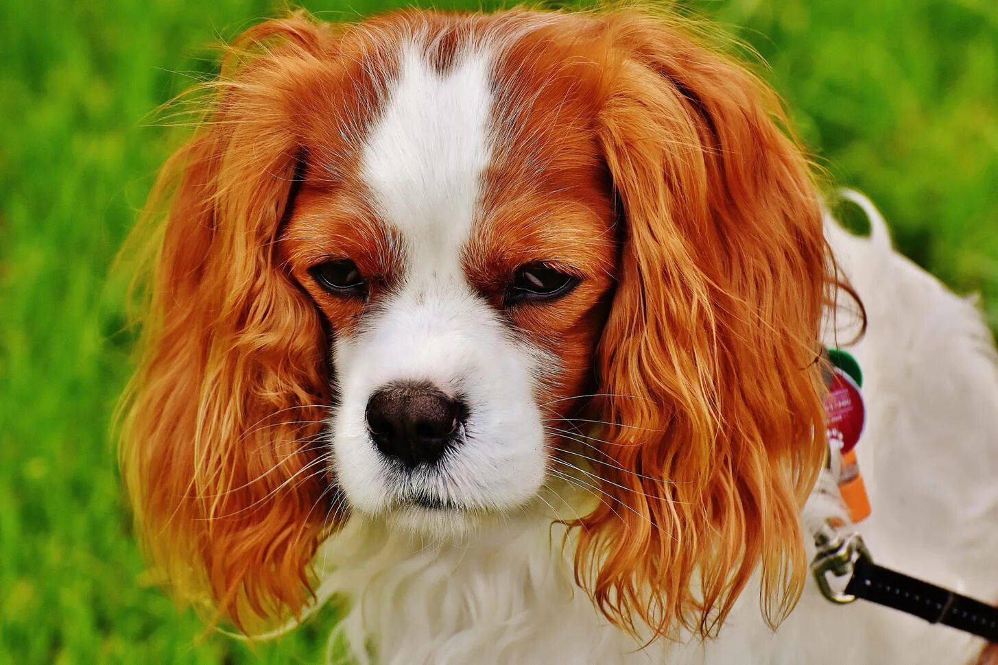 Американский спрингер спаниель. Английский кокер-спаниель. Английский кокер спаниель золотистый. Кокер спаниель спрингер. Английский кокер-спаниель.