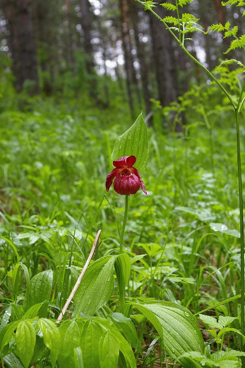 Flora of russia. Башмачок крупноцветковый - Cypripedium macranthon SW.. Дельфиниум Венерин башмачок. Лесные растения Северного Урала. Петушки цветы Лесные.