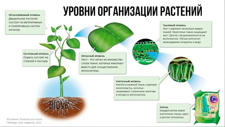 Уровни организации организма растения